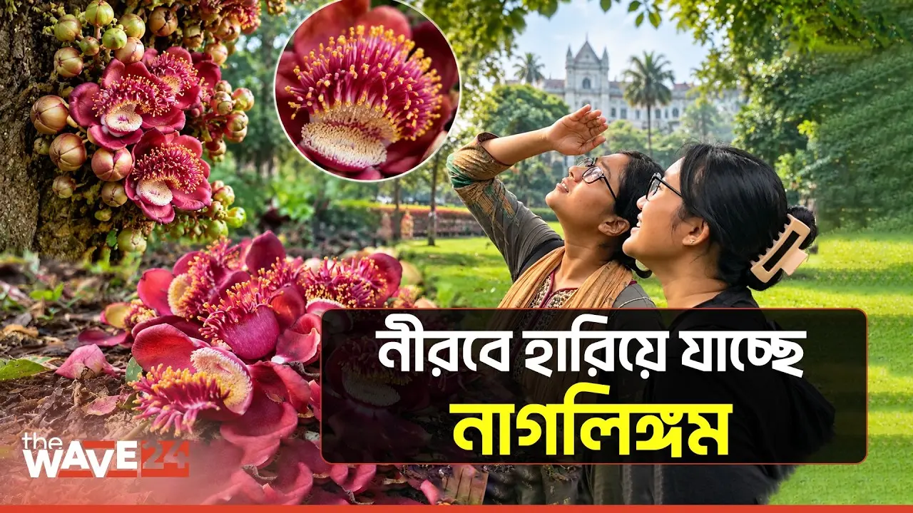 বিলুপ্তির পথে সৌন্দর্য আর সুঘ্রাণে মুগ্ধতা ছড়ানো নাগলিঙ্গম বৃক্ষ | Naglingom tree | The Wave24