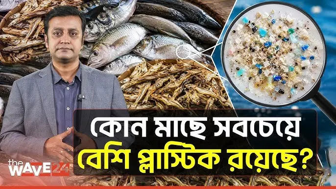 সাবধান! দেশি মাছ ও শুঁটকিতে বিষাক্ত প্লাস্টিক!